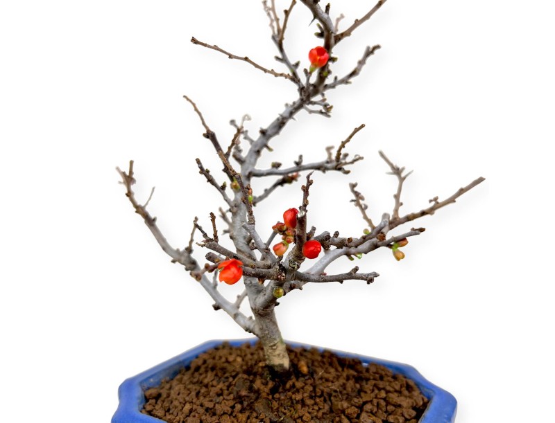 Chaenomeles Chojubai - Asian Quince - 24 cm