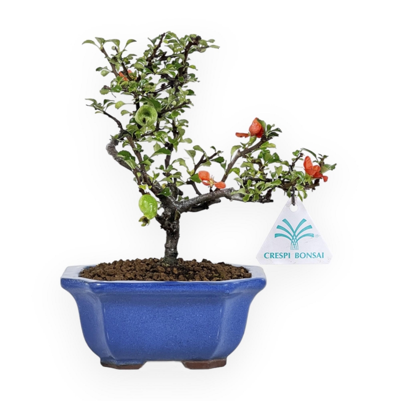 Chaenomeles Chojubai - 24 cm