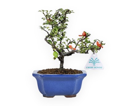 Chaenomeles Chojubai - Cotogno - 24 cm