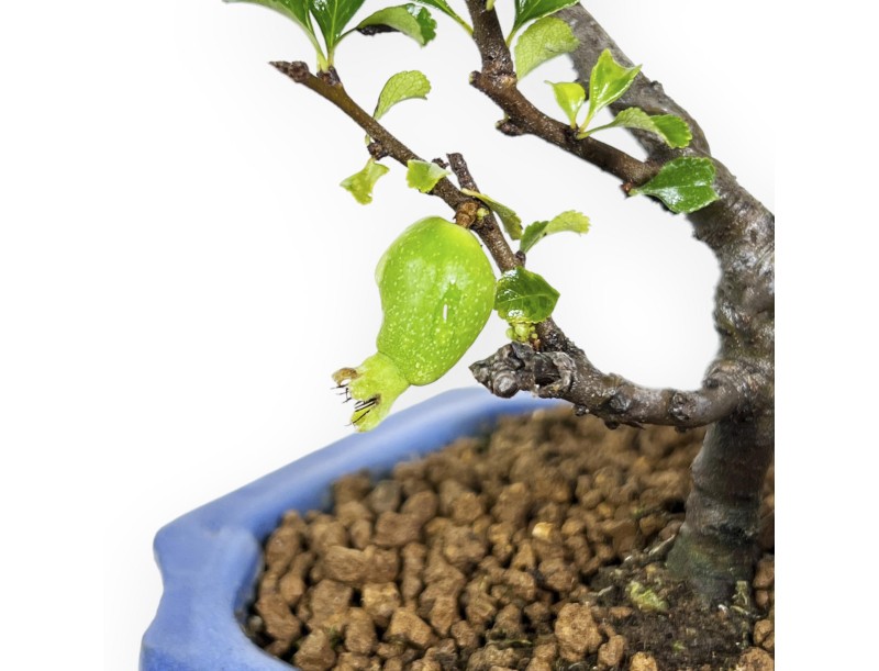 Chaenomeles Chojubai - Coing Asiatique - 24 cm