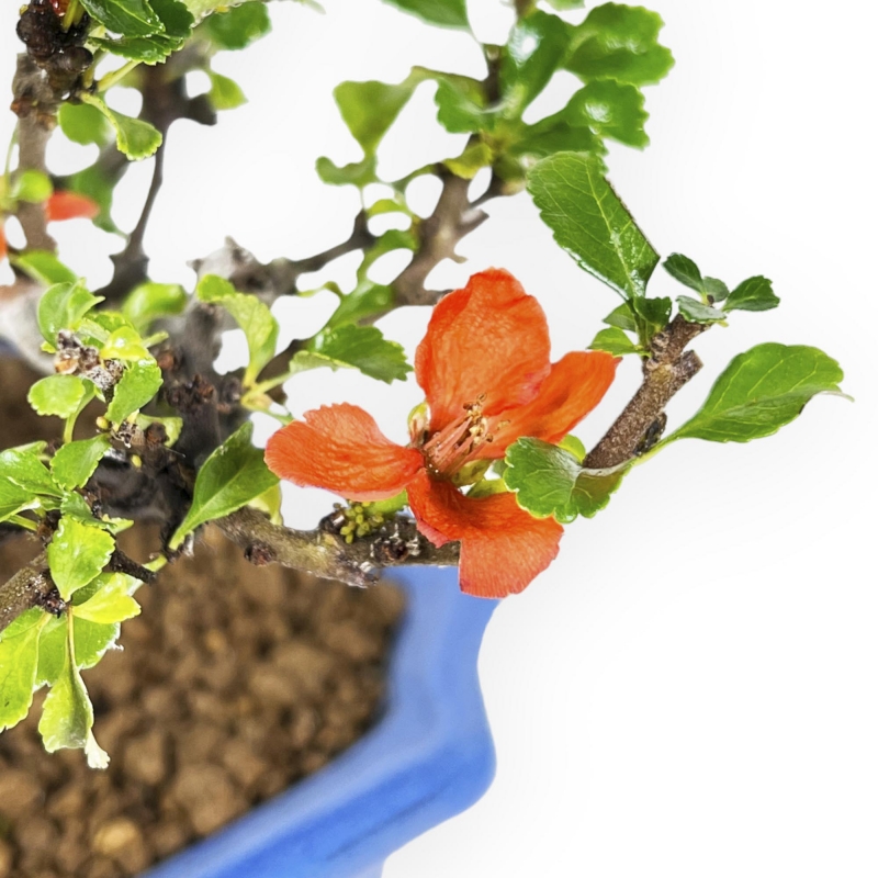 Chaenomeles Chojubai - 24 cm