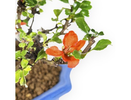 Chaenomeles Chojubai - 24 cm