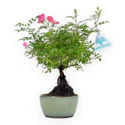 Rosa spp - 26 cm