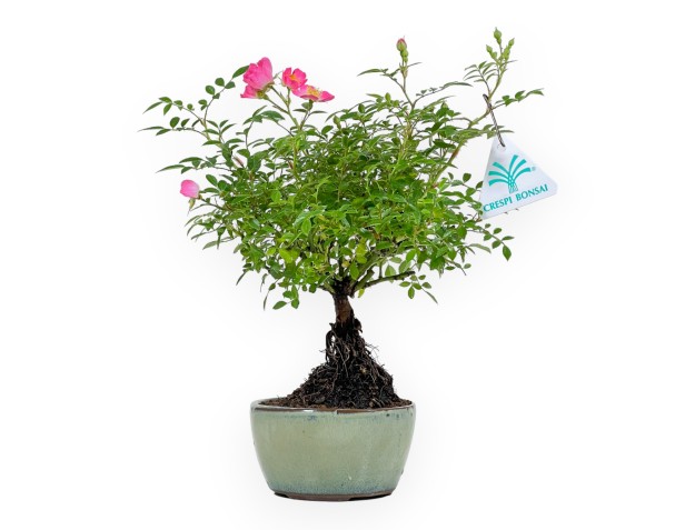 Rose spp - 26 cm