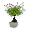 Rosa spp - 26 cm