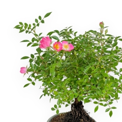 Rosa spp - 26 cm