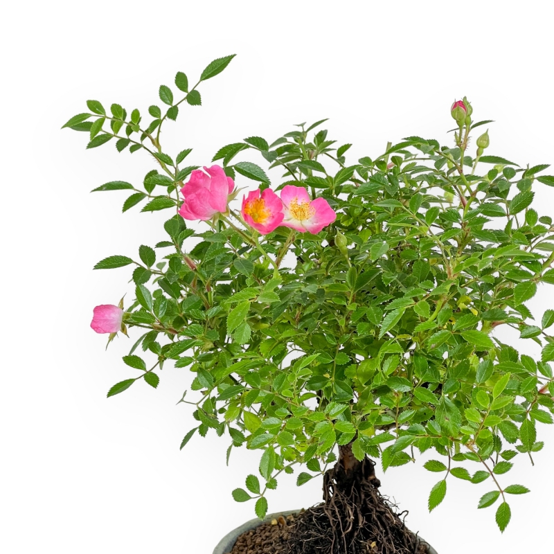 Rosa spp - 26 cm
