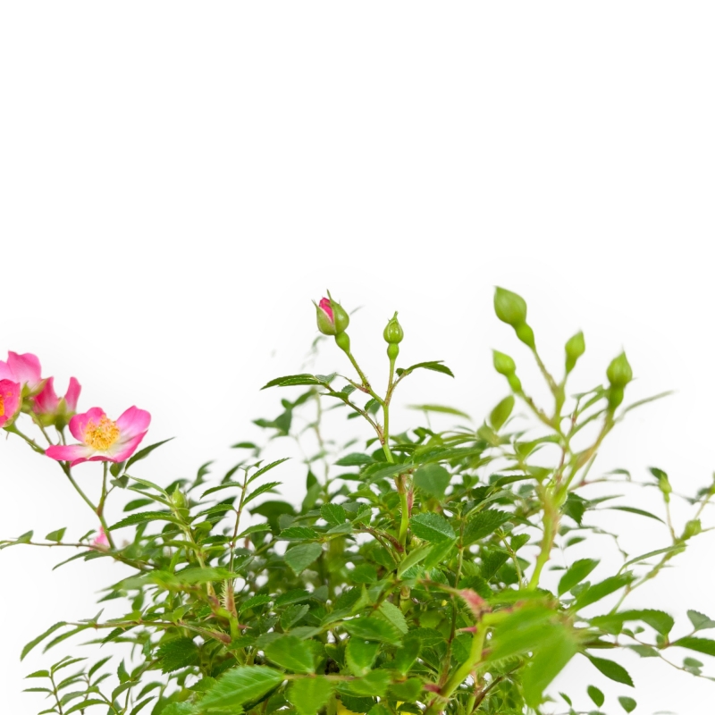 Rosa spp - 26 cm