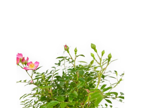 Rose spp - 26 cm