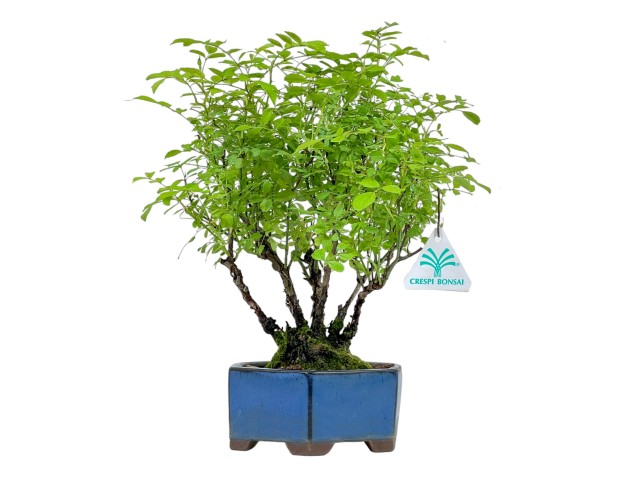 Rosier spp - 32 cm