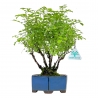 Rosa spp - 32 cm
