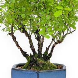 Rosa spp - 32 cm