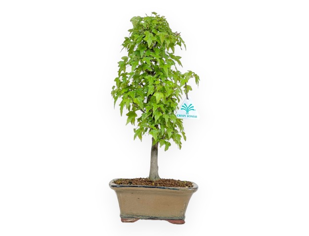 Acer Buergerianum - 38 cm