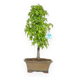 Acer Buergerianum - Acero - 38 cm