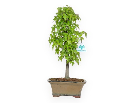 Acer Buergerianum - Acero - 38 cm