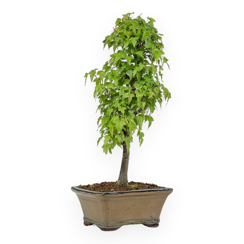 Acer Buergerianum - 38 cm