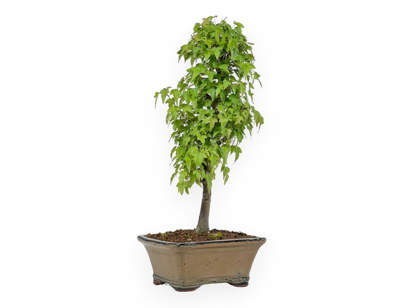 Acer Buergerianum - Érable - 38 cm