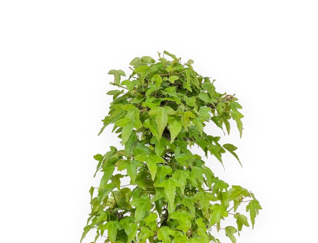 Acer Buergerianum - 38 cm 2