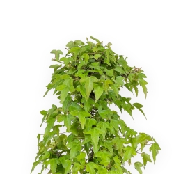 Acer Buergerianum - Acero - 38 cm