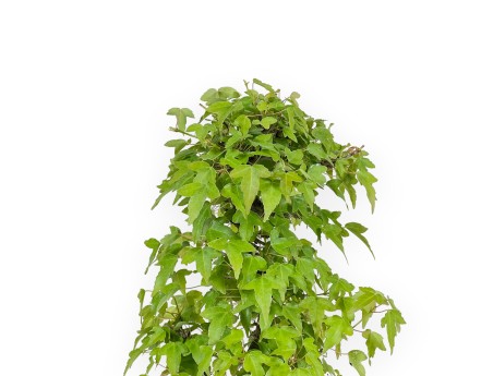 Acer Buergerianum - Maple - 38 cm