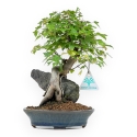 Acer Buergerianum - Maple - 26 cm