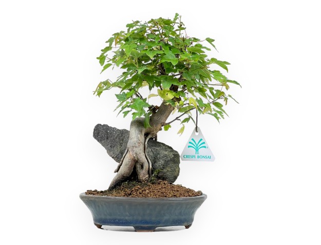 Acer Buergerianum - Maple - 26 cm