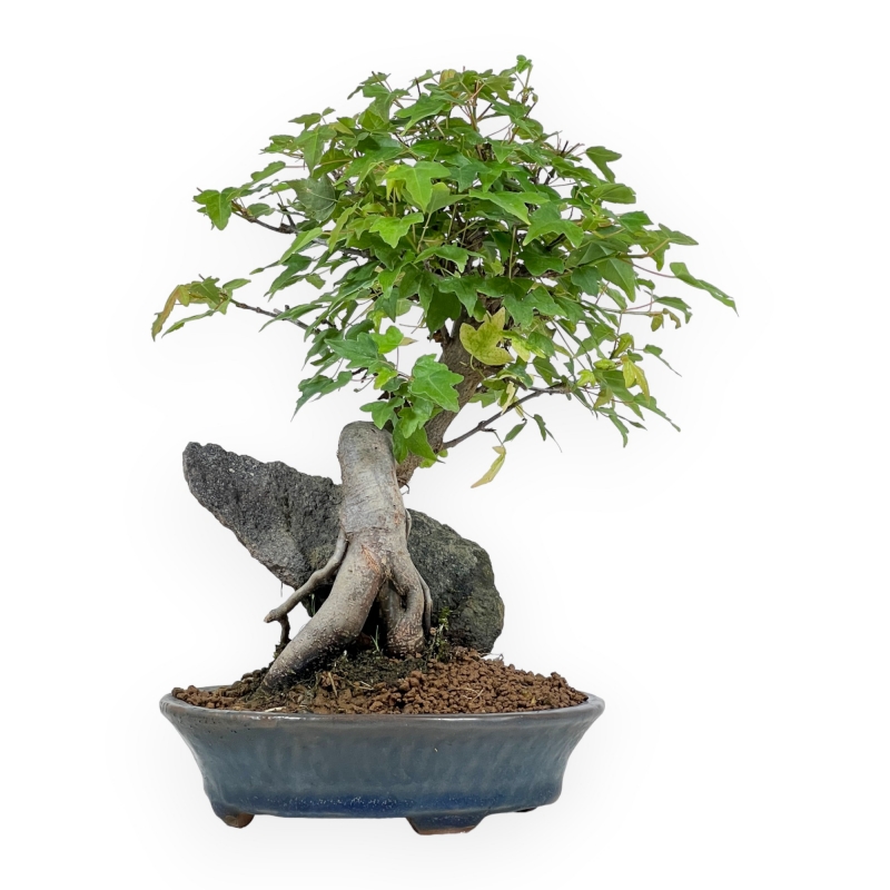 Acer Buergerianum - 26 cm