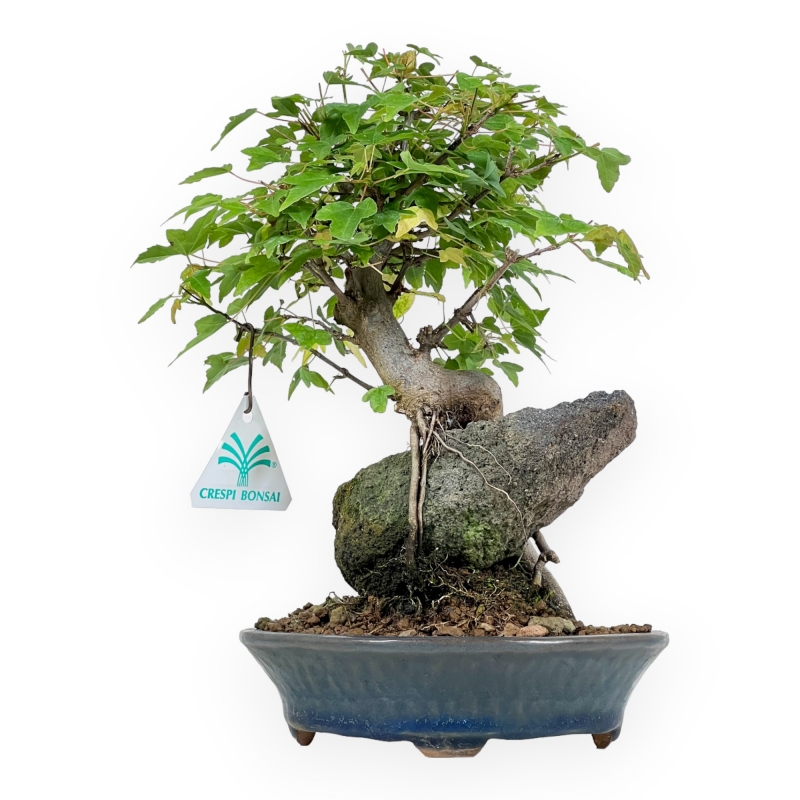 Acer Buergerianum - 26 cm