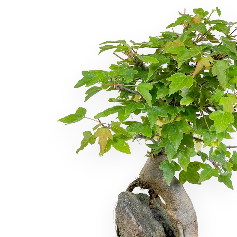 Acer Buergerianum - 26 cm