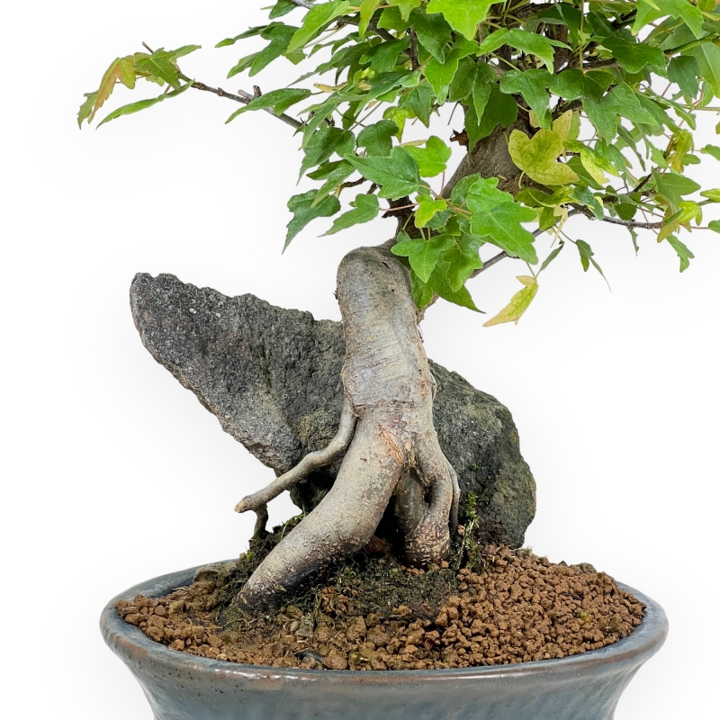 Acer Buergerianum - 26 cm