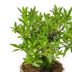 Gardenia Jasminoides - Gardenia - 21 cm