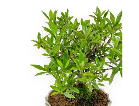 Gardenia Jasminoides - Gardenia - 21 cm