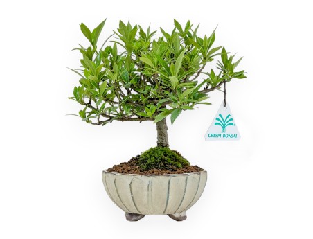 Gardenia Jasminoides - Gardenia - 21 cm