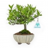 Gardenia Jasminoides - Gardenia - 21 cm