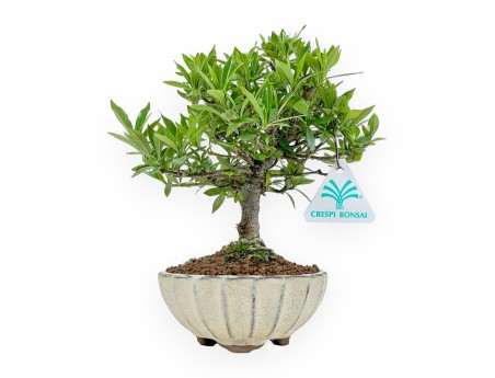 Gardenia Jasminoides - Gardenia - 21 cm