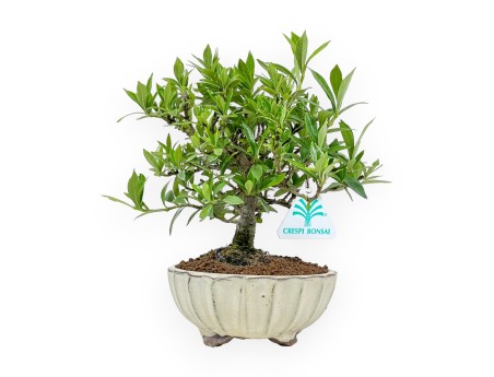 Gardenia Jasminoides - Gardenia - 21 cm