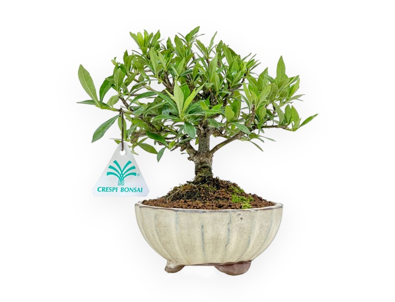 Gardenia Jasminoides - Gardenia - 21 cm