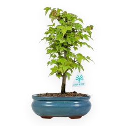Acer Buergerianum - Érable - 25 cm