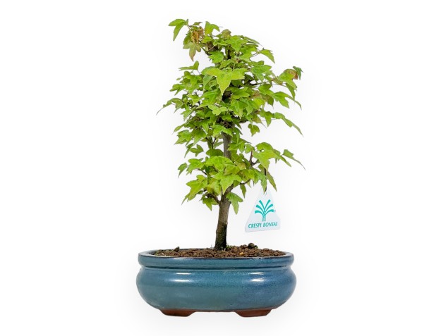 Acer Buergerianum - Maple - 25 cm