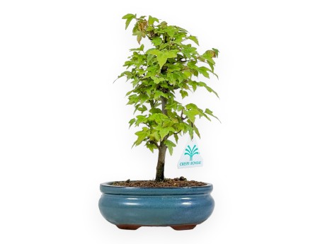 Acer Buergerianum - Acero - 25 cm