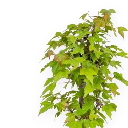 Acer Buergerianum - Érable - 25 cm