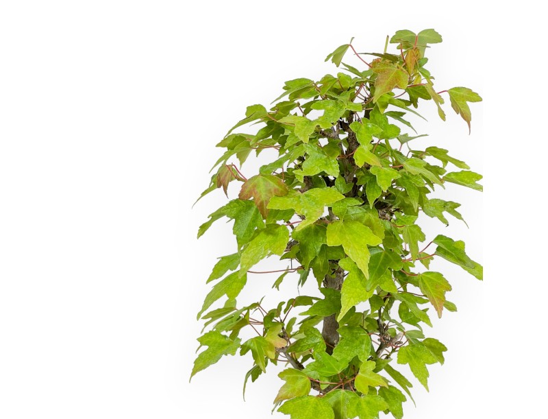Acer Buergerianum - Maple - 25 cm
