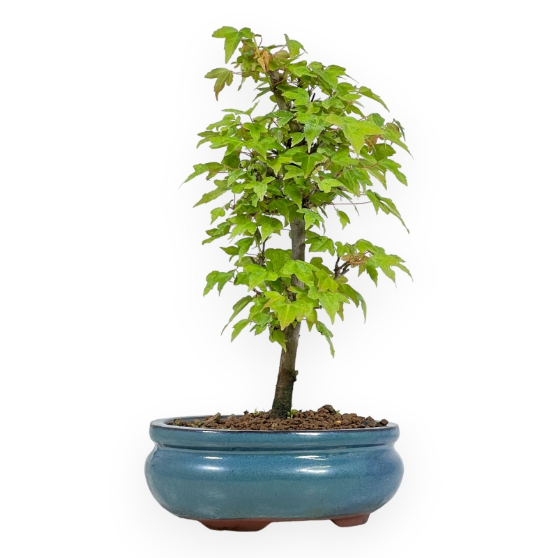 Acer Buergerianum - 25 cm