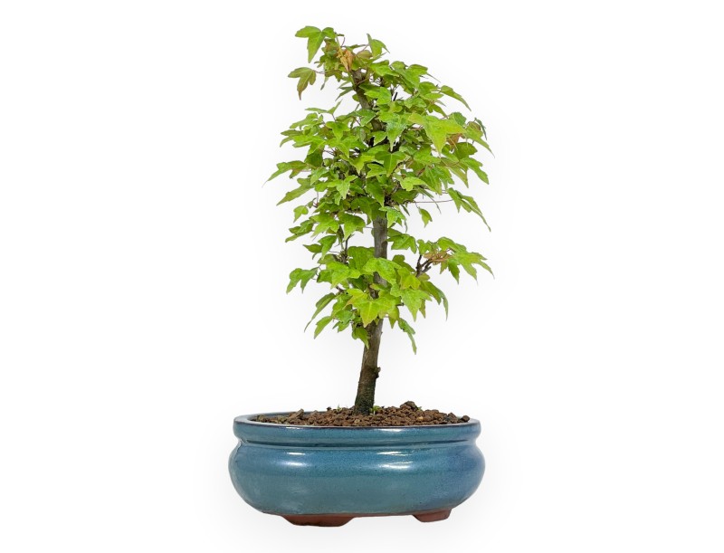 Acer Buergerianum - Acero - 25 cm