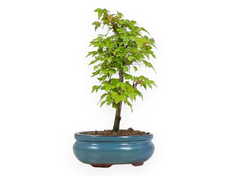 Acer Buergerianum - Acero - 25 cm
