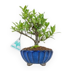Gardenia Jasminoides - Gardenia - 21 cm