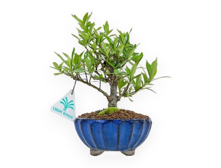 Gardenia Jasminoides - Gardenia - 21 cm