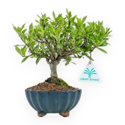 Gardenia Jasminoides - Gardenia - 21 cm