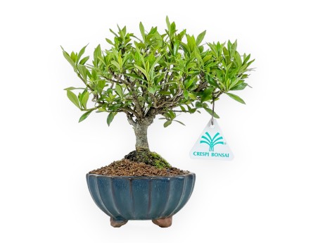 Gardenia Jasminoides - Gardenia - 21 cm