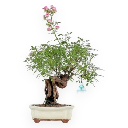 Rosa spp - 31 cm